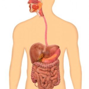 Digestive System