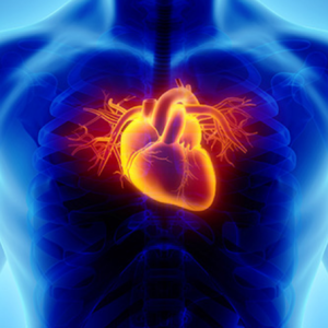 Heart & Blood Circulation