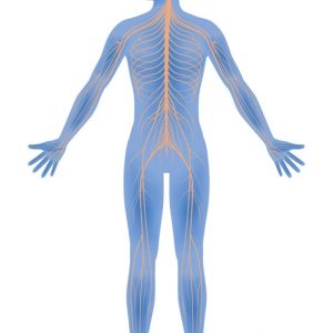 Nervous System